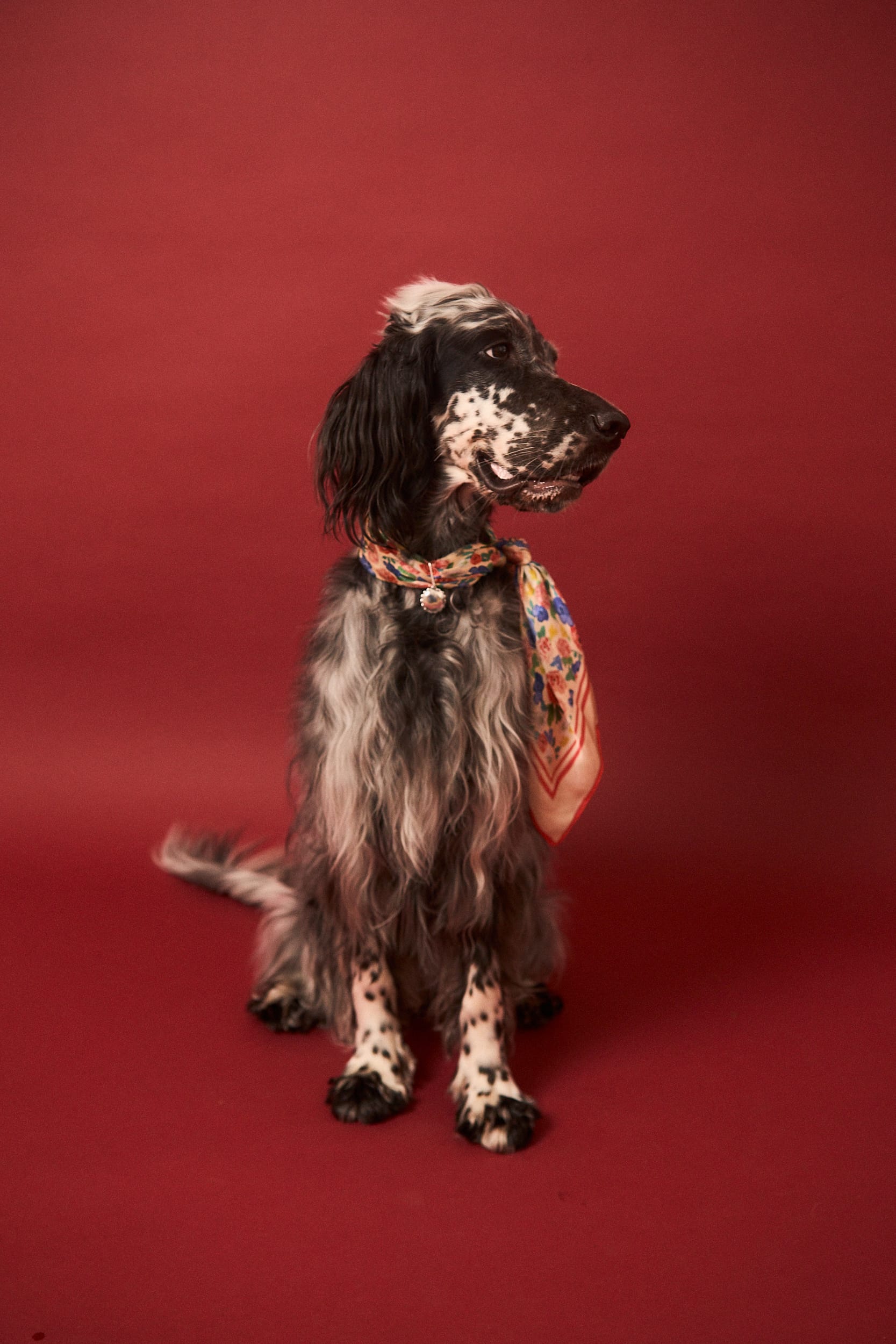 Adresówka Dog Circle Silver